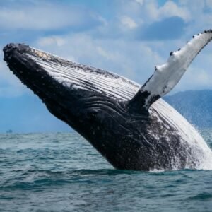 Private Whale Watching Boat Tour