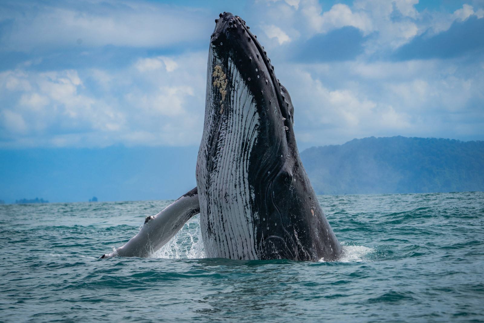 Private Whale Watching Boat Tour